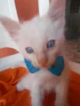 Fofinho