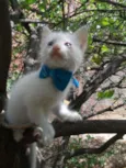 Fofinho