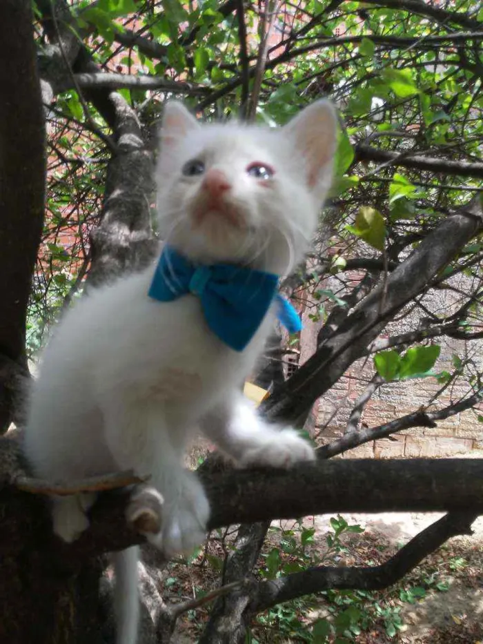 Gato ra a Diferente idade 2 a 6 meses nome Fofinho