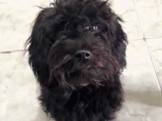 Cachorro raça Poodle idade 7 a 11 meses nome Neguinho