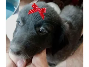 Cachorro raça SRD idade 2 a 6 meses nome Bia 