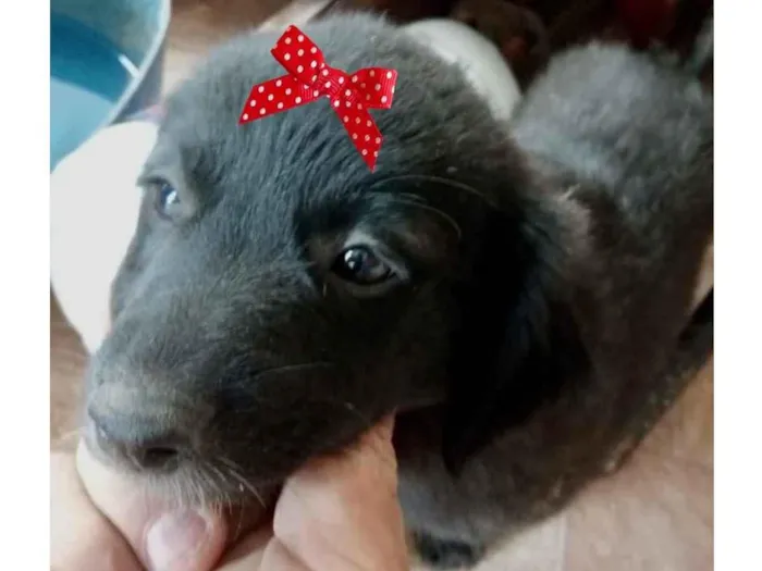 Cachorro ra a SRD idade 2 a 6 meses nome Bia 