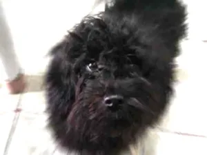 Cachorro raça Poodle idade 7 a 11 meses nome Neguinho