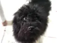 Neguinho