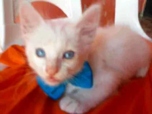 Gato raça Diferente idade 2 a 6 meses nome Fofinho