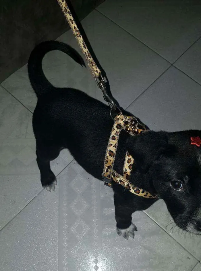Cachorro raça SRD idade 2 a 6 meses nome Meg