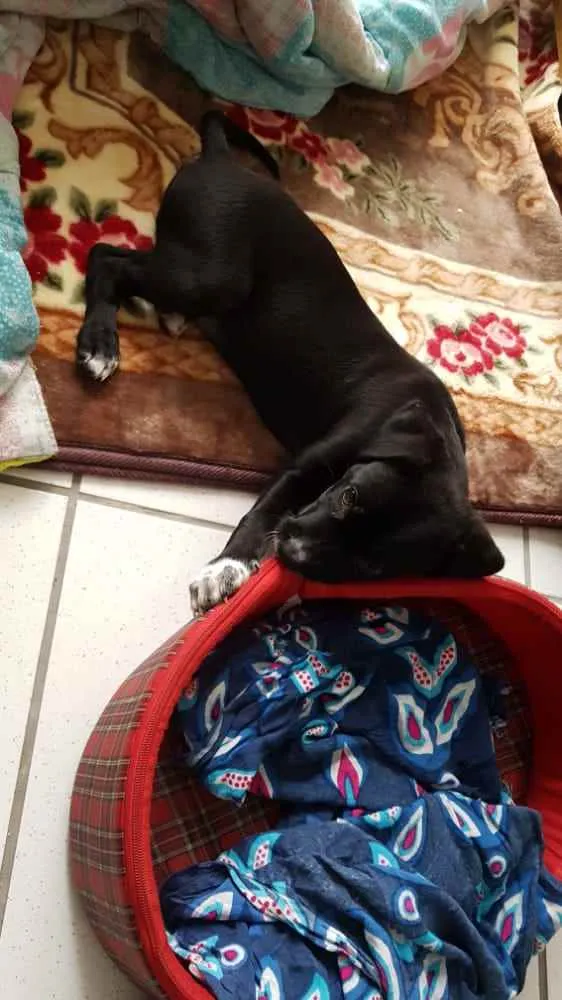 Cachorro raça SRD idade 2 a 6 meses nome Meg