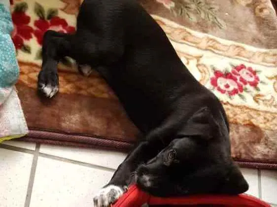 Cachorro raça SRD idade 2 a 6 meses nome Meg