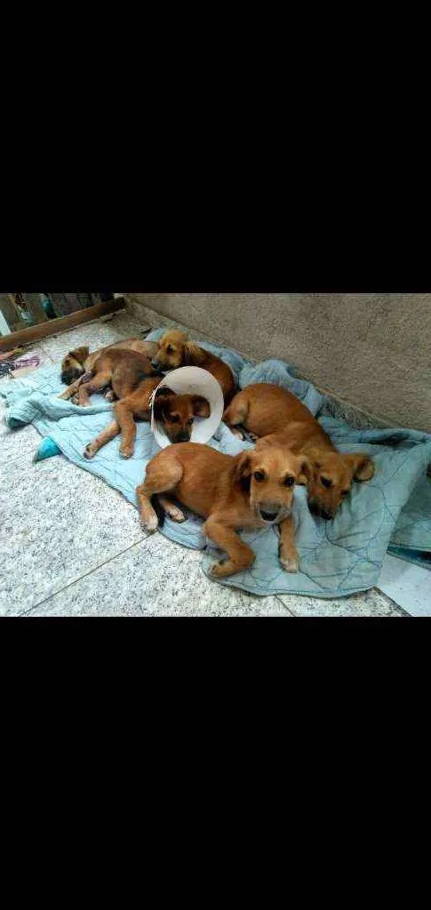 Cachorro raça Sem raça definida  idade 2 a 6 meses nome Machos e femeas