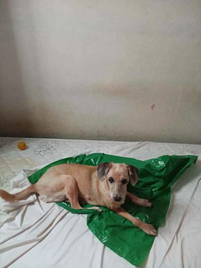 Cachorro ra a Viralata idade 6 ou mais anos nome Sol