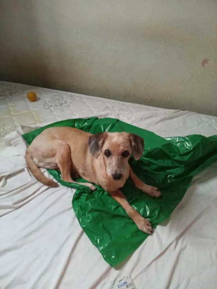 Cachorro ra a Viralata idade 6 ou mais anos nome Sol