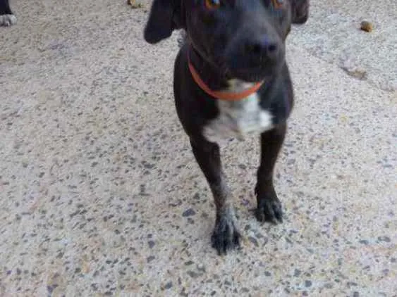Cachorro raça Indefinida idade 5 anos nome Pretinha