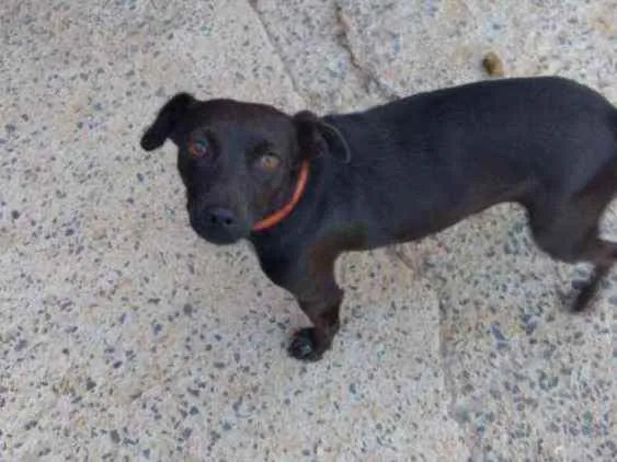Cachorro raça Indefinida idade 5 anos nome Pretinha