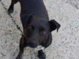 Cachorro raça Indefinida idade 5 anos nome Pretinha