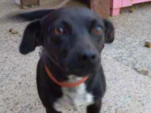Cachorro raça Indefinida idade 5 anos nome Pretinha