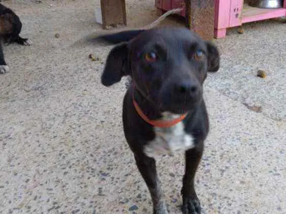Cachorro raça Indefinida idade 5 anos nome Pretinha