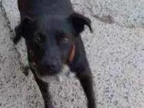 Cachorro raça Indefinida idade 5 anos nome Pretinha