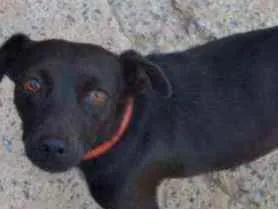 Cachorro raça Indefinida idade 5 anos nome Pretinha