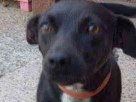 Cachorro raça Indefinida idade 5 anos nome Pretinha