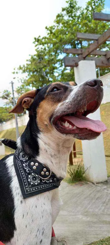 Cachorro raça Sem Raça idade 1 ano nome Ayra