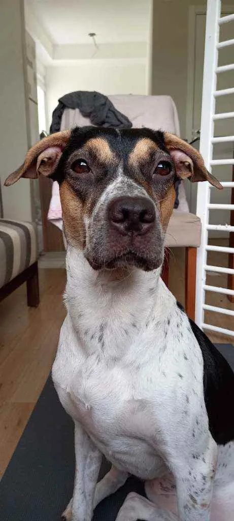 Cachorro raça Sem Raça idade 1 ano nome Ayra