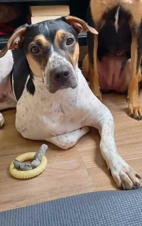 Cachorro raça Sem Raça idade 1 ano nome Ayra