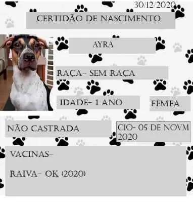 Cachorro raça Sem Raça idade 1 ano nome Ayra