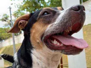 Cachorro raça Sem Raça idade 1 ano nome Ayra
