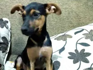 Cachorro raça  idade 2 a 6 meses nome Tuca ( filhote)