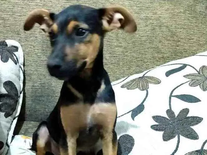 Cachorro raça  idade 2 a 6 meses nome Tuca ( filhote)