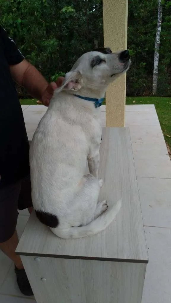 Cachorro ra a SRD-ViraLata idade 2 anos nome SemNome