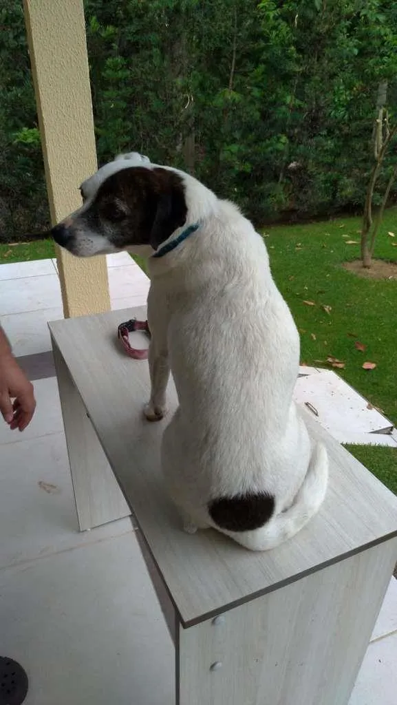 Cachorro ra a SRD-ViraLata idade 2 anos nome SemNome