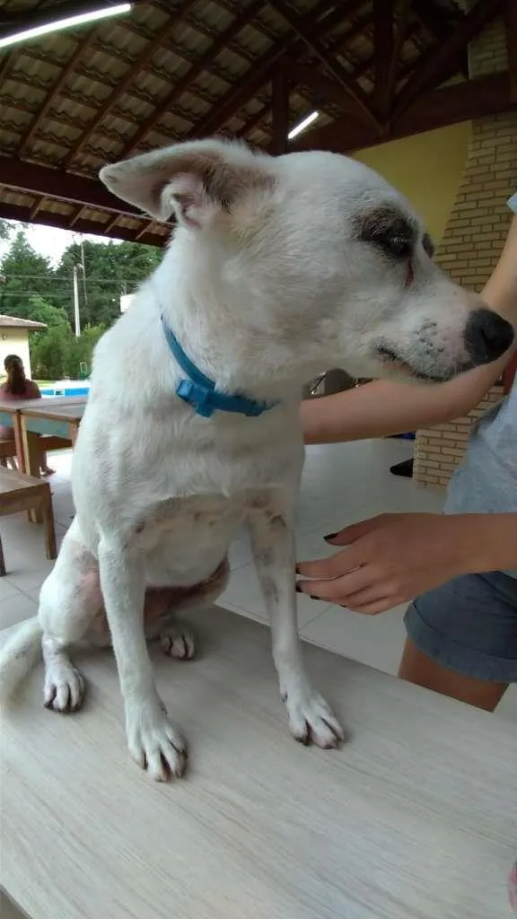Cachorro ra a SRD-ViraLata idade 2 anos nome SemNome