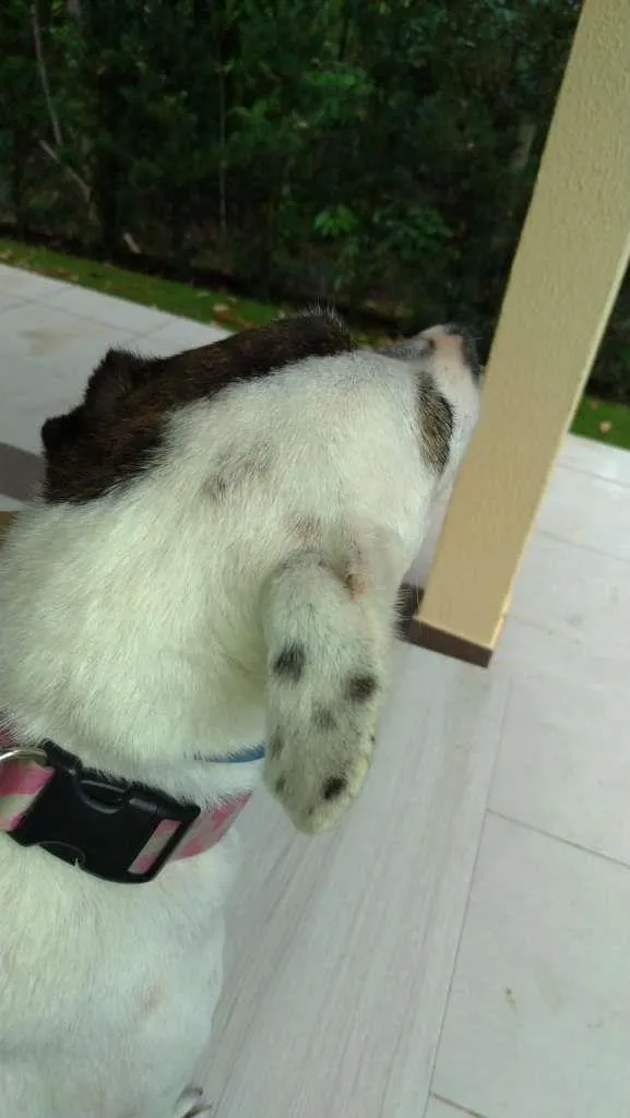 Cachorro ra a SRD-ViraLata idade 2 anos nome SemNome