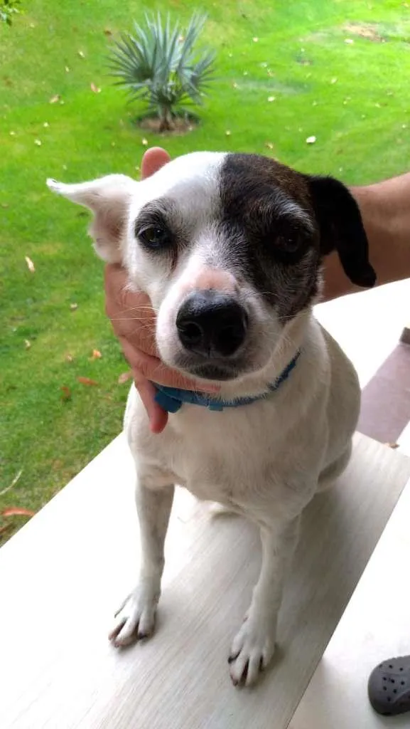 Cachorro ra a SRD-ViraLata idade 2 anos nome SemNome