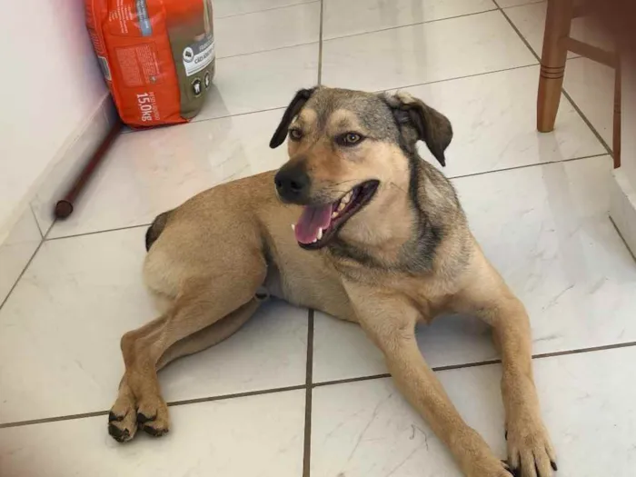 Cachorro ra a Não definida idade 1 ano nome Romero