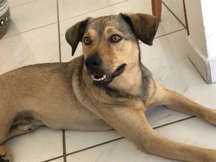 Cachorro ra a Não definida idade 1 ano nome Romero