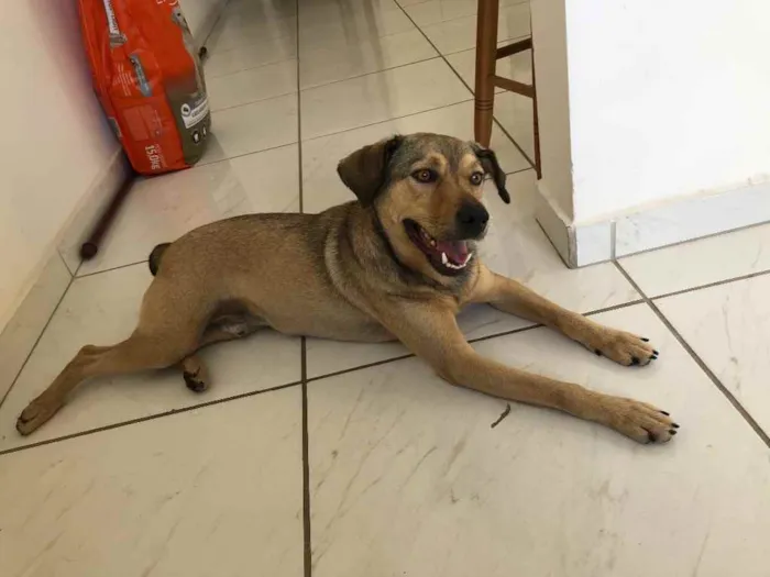 Cachorro ra a Não definida idade 1 ano nome Romero