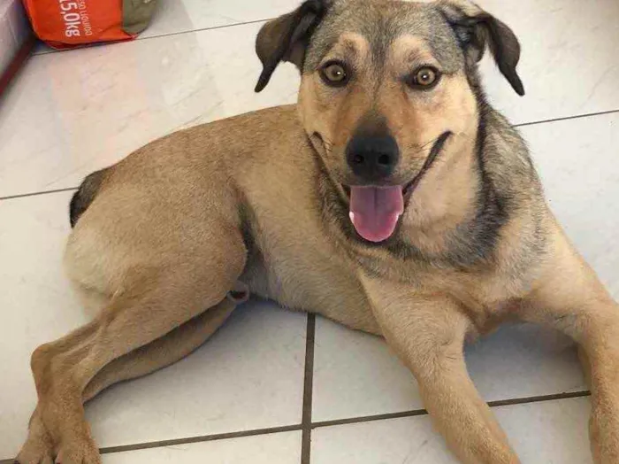 Cachorro ra a Não definida idade 1 ano nome Romero