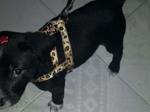 Cachorro raça SRD idade 2 a 6 meses nome Meg