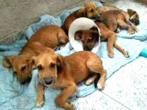 Cachorro raça Sem raça definida  idade 2 a 6 meses nome Machos e femeas