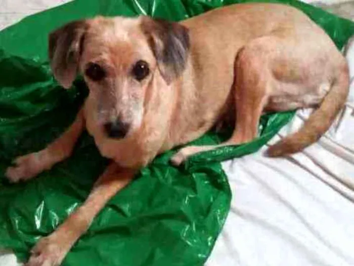 Cachorro ra a Viralata idade 6 ou mais anos nome Sol