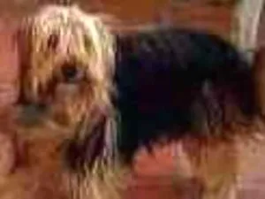 Cachorro raça Yorkshire misto idade 2 anos nome Príncipe