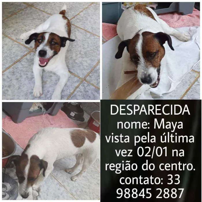 Cachorro ra a Jack Russel idade 5 anos nome Maya