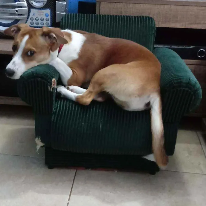 Cachorro raça Indefinida idade 7 a 11 meses nome Anthena