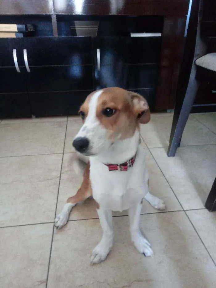 Cachorro raça Indefinida idade 7 a 11 meses nome Anthena