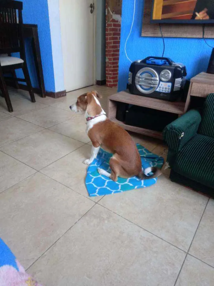 Cachorro raça Indefinida idade 7 a 11 meses nome Anthena