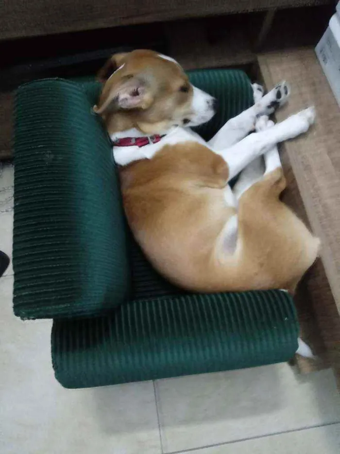 Cachorro raça Indefinida idade 7 a 11 meses nome Anthena