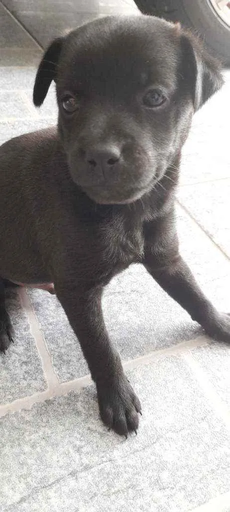 Cachorro ra a Vira-lata idade Abaixo de 2 meses nome Sem nome