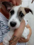 Cachorro raça Srd idade 2 a 6 meses nome Kira